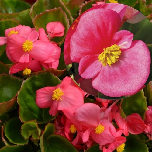Begonia semperflorens 'Super Olympia® Rose' - Alatiõitsev begoonia 'Super Olympia® Rose' P9/0,55L